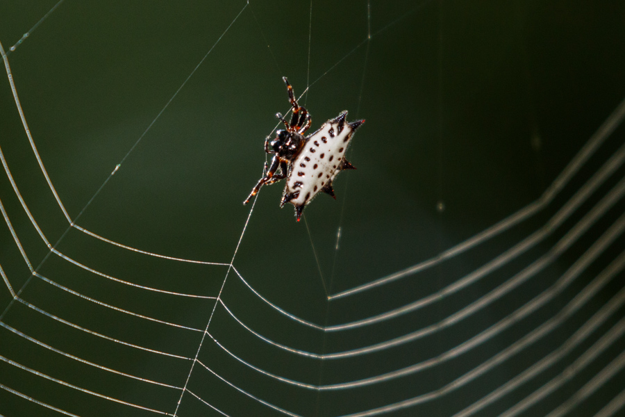 Spiny-backed Orb-weaver