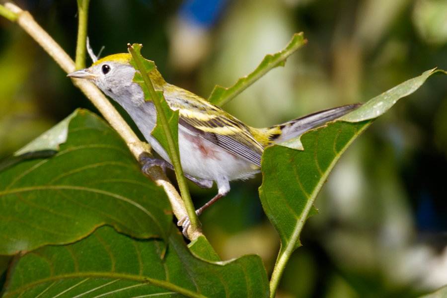 Chestnut-sided Warbler