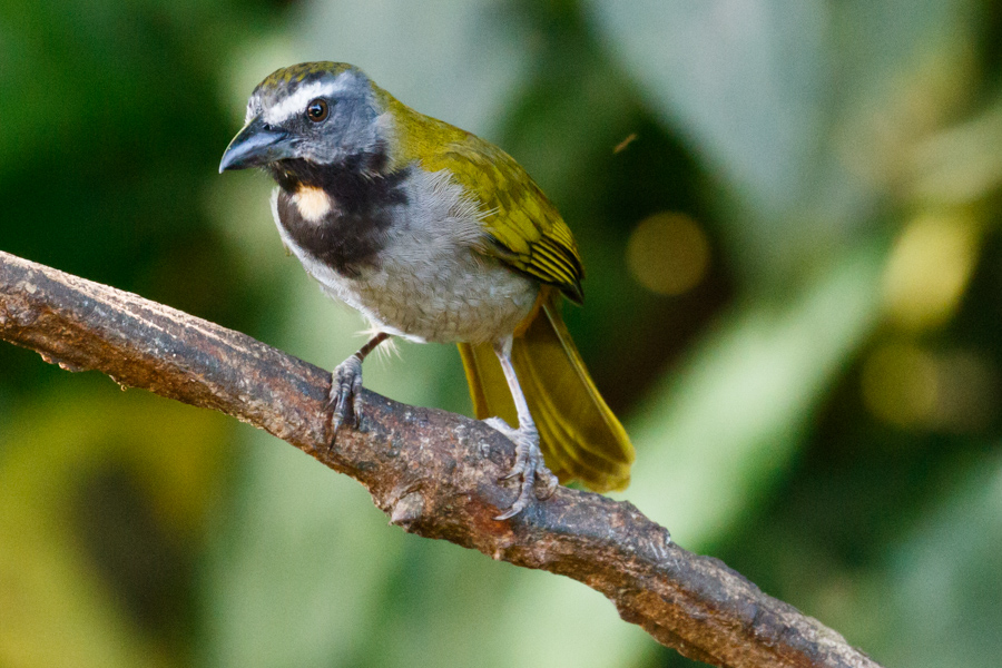 Buff-throated Saltator