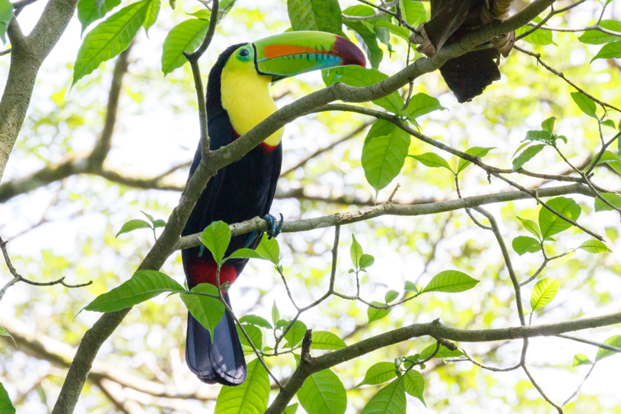 Keel-billed Toucan