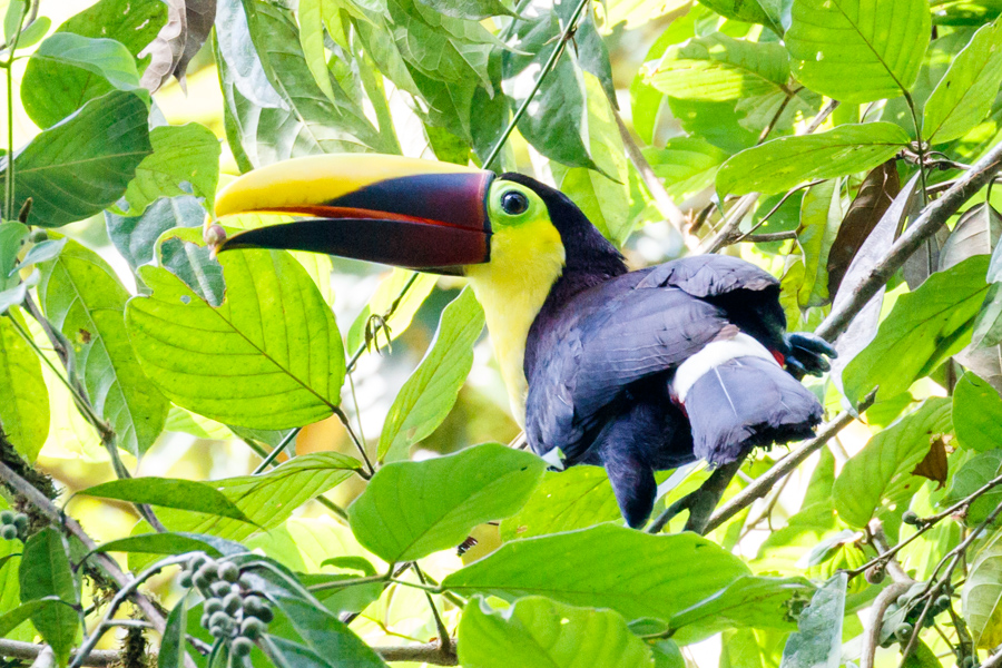 Black-mandibled Toucan