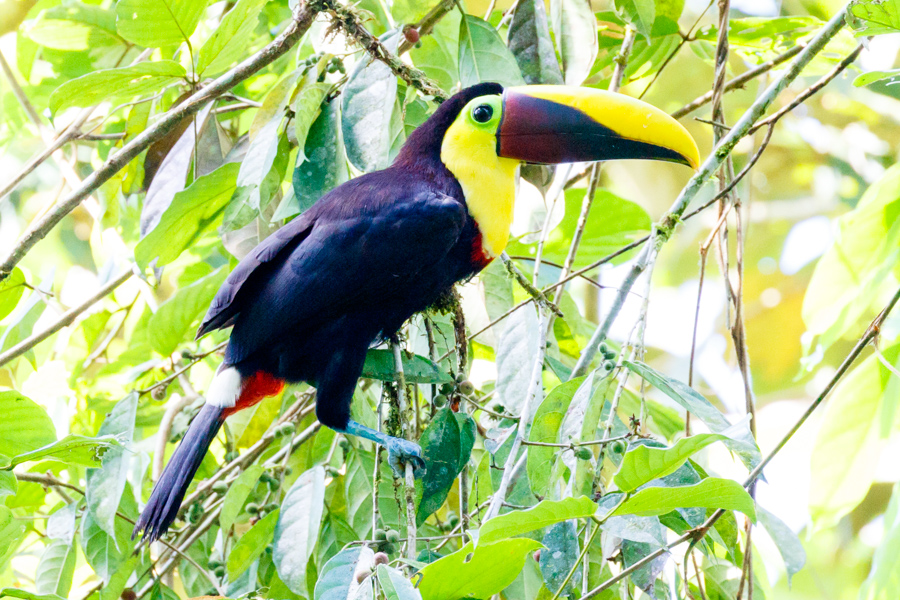 Black-mandibled Toucan