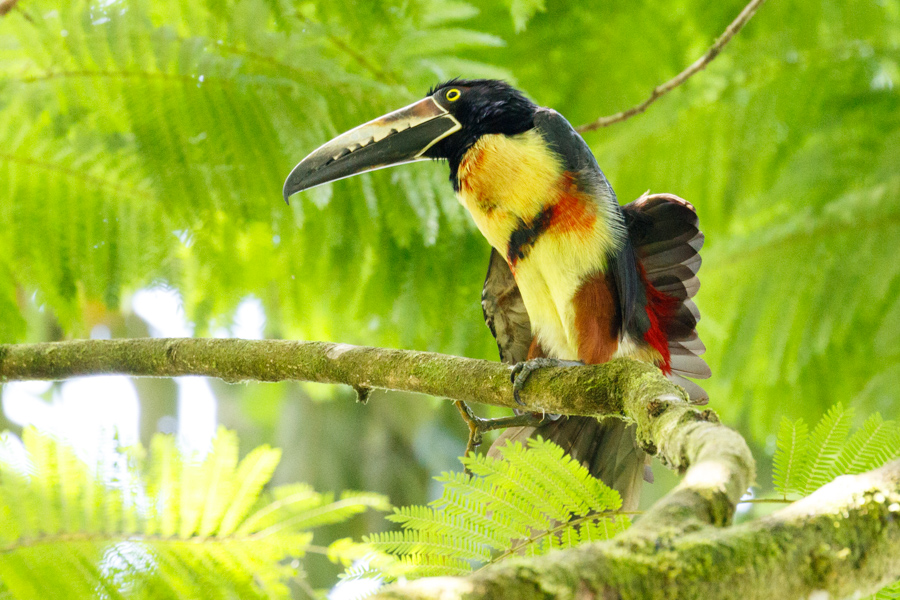 Collared Aracari