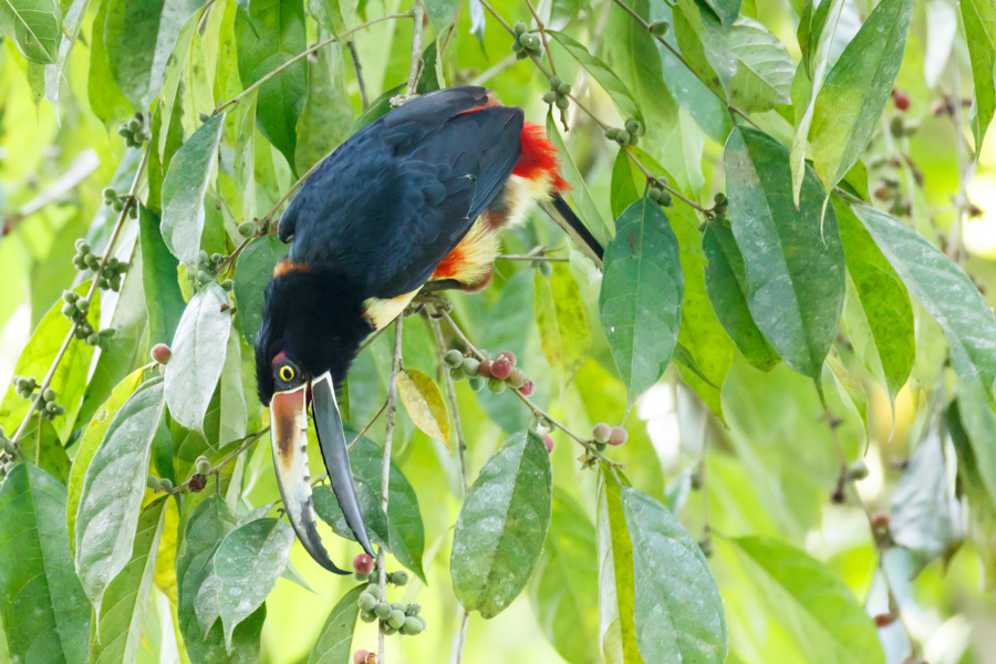 Collared Aracari