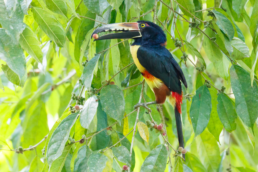 Collared Aracari