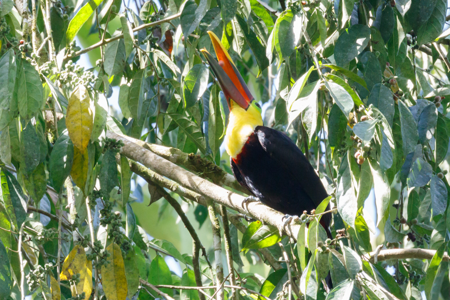 Black-mandibled Toucan