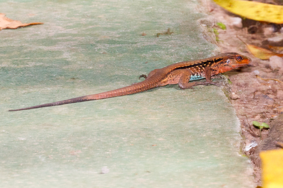 Delicate Whiptail Lizard