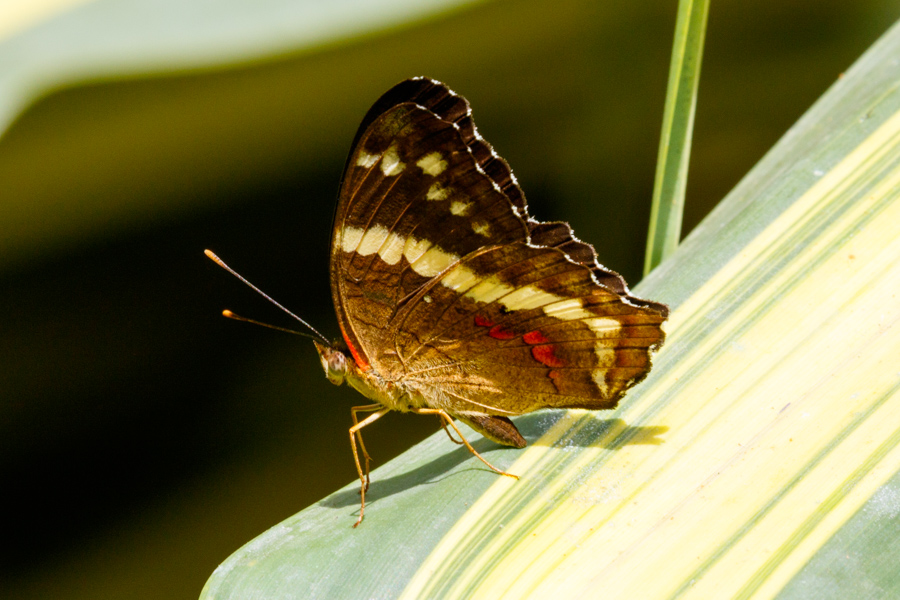 Banded Peacock Butterfly