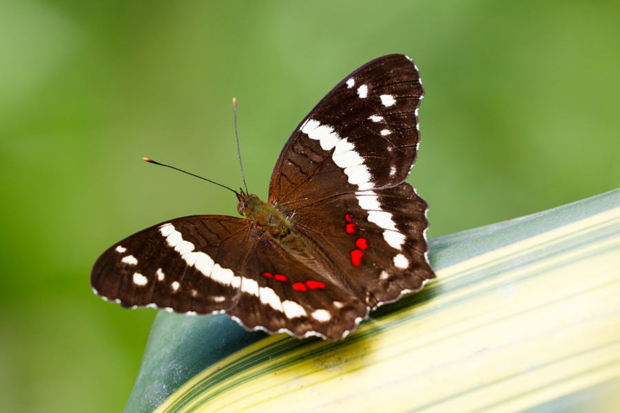 Banded Peacock Butterfly