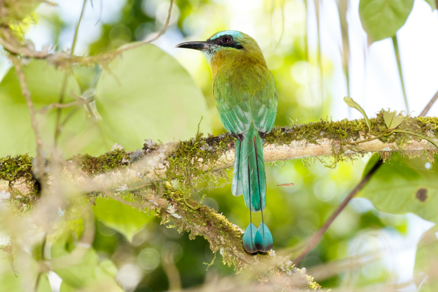 Keel-billed Motmot