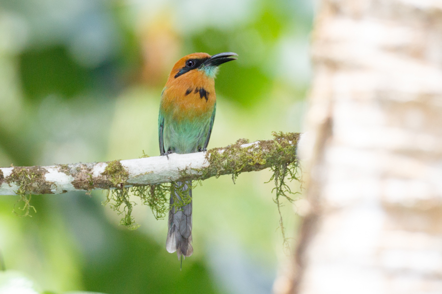 Broad-billed Motmot