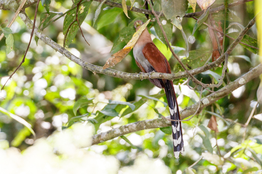 Squirrel Cuckoo