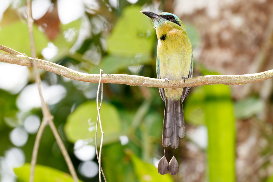 Keel-billed Motmot