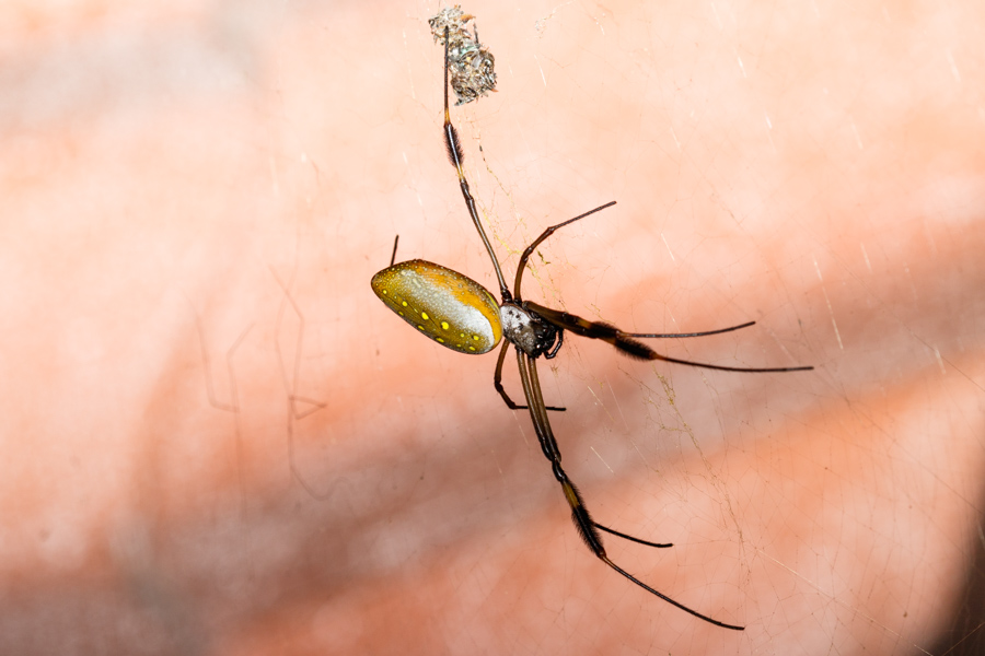 Golden Orb Spider