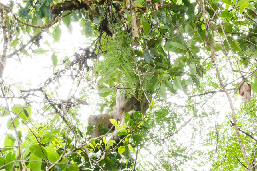 Three-toed Sloth