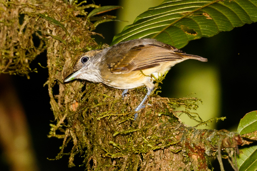 Plain Antvireo