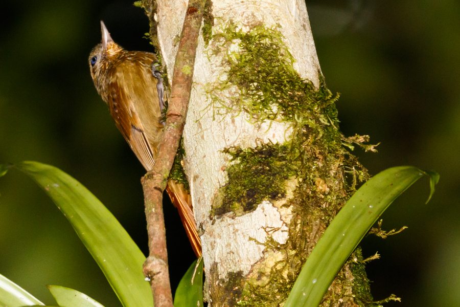 Wedge-billed Woodcreeper