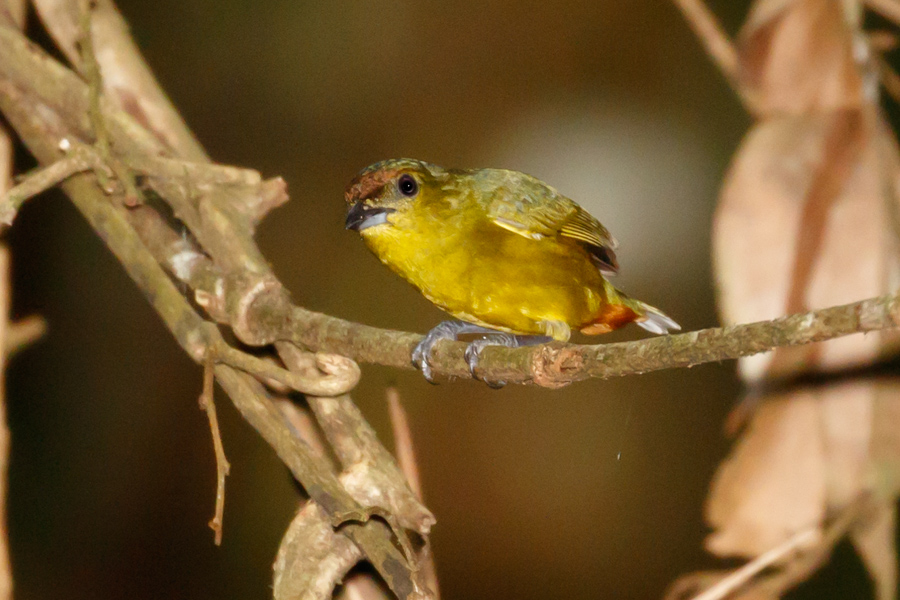 Olive-backed Euphonia