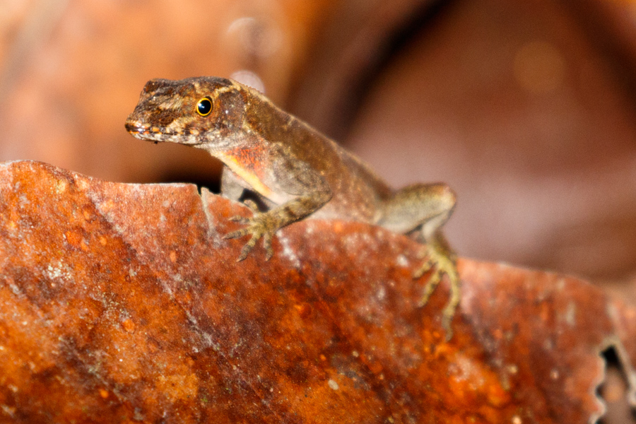 Pug-nosed Anole