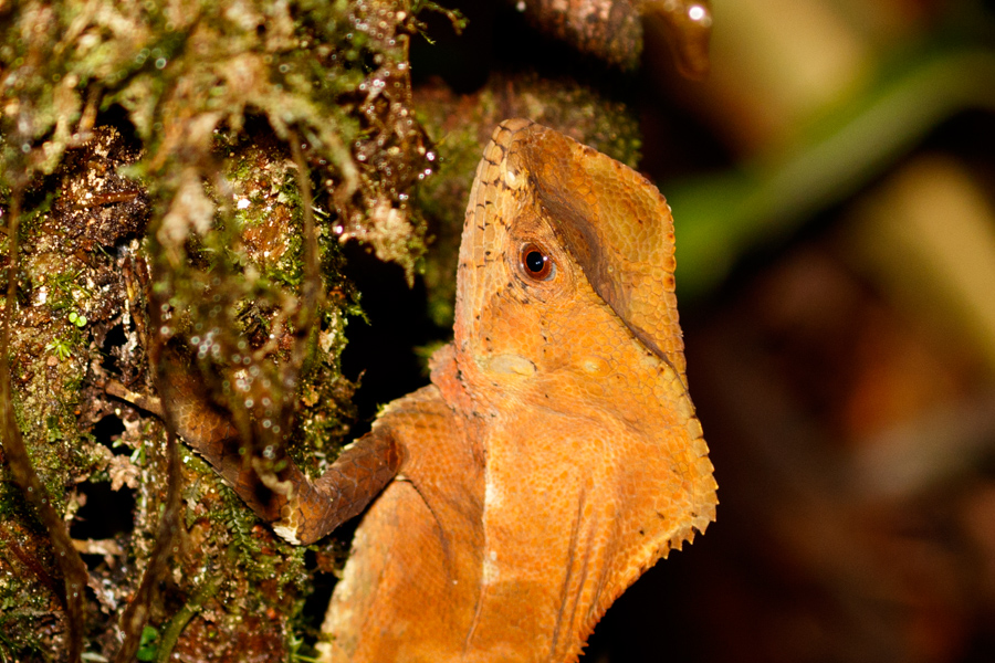 Helmet-headed Lizard