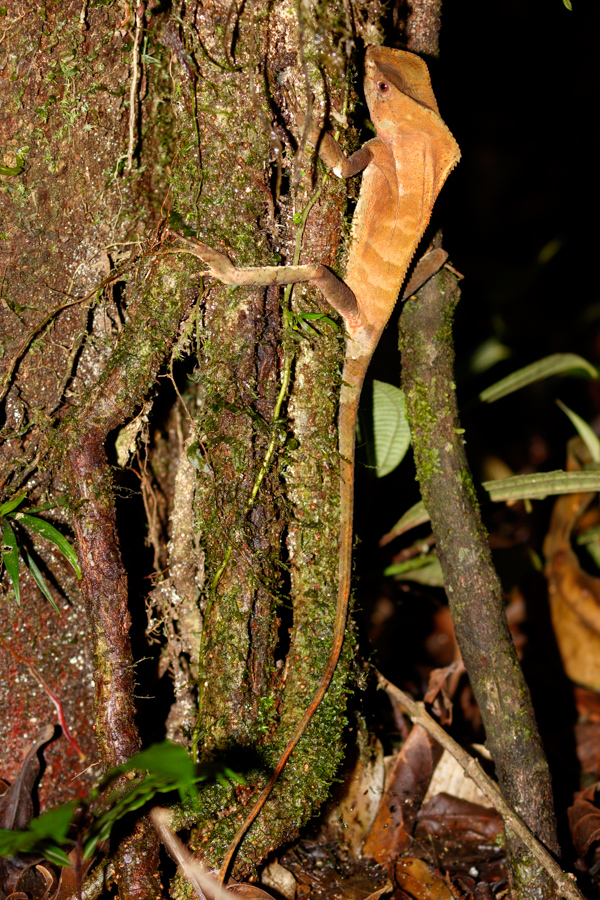 Helmet-headed Lizard