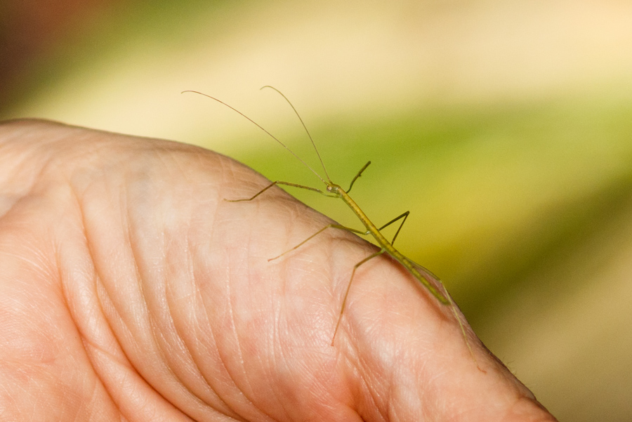 Walking Stick Insect