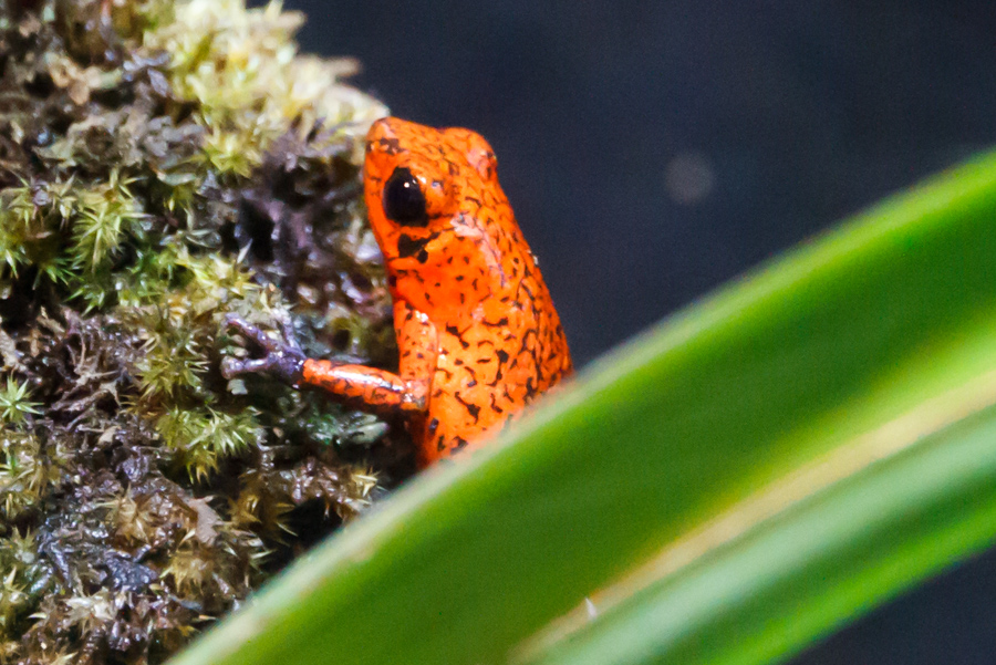 Strawberry Poison Dart Frog