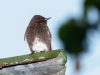 Black Phoebe