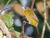 Passerini's Tanager