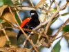 Passerini's Tanager