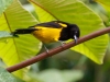 Black-cowled Oriole