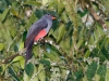 Slaty-tailed Trogon