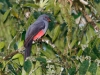 Slaty-tailed Trogon