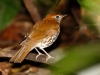 Wood Thrush