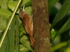 Cocoa Woodcreeper