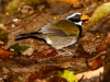 Orange-billed Sparrow