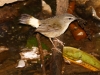 Buff-rumped Warbler