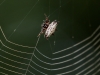 Spiny-backed Orb-weaver