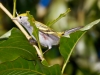 Chestnut-sided Warbler