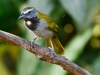 Buff-throated Saltator