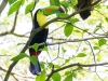 Keel-billed Toucan