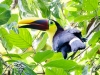 Black-mandibled Toucan