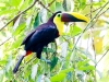 Black-mandibled Toucan