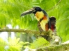 Collared Aracari