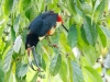 Collared Aracari