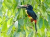 Collared Aracari