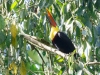 Black-mandibled Toucan