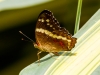 Banded Peacock Butterfly