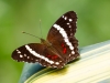 Banded Peacock Butterfly