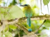 Keel-billed Motmot